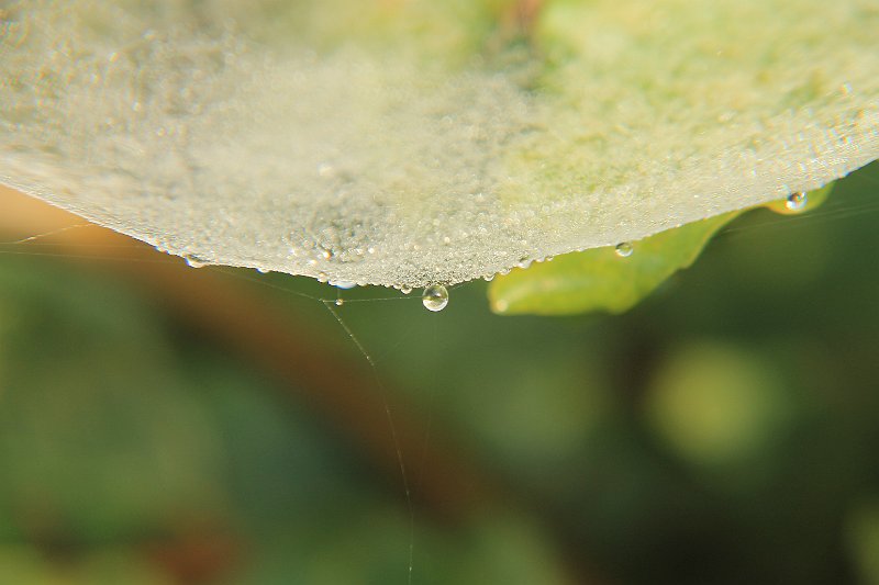 AN03.JPG - Heel mooi wat betreft belichting en scherpte. Een klein puntje, had met een iets ander camerastandpunt dat licht groene blaadje net helemaal achter het web laten vallen. Maar verder een heel mooie foto.