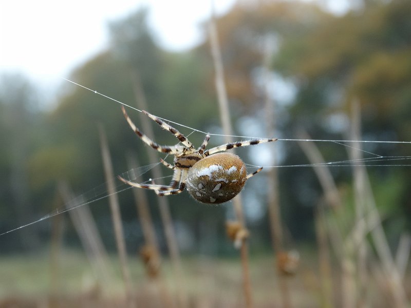 AP01.jpg - Doordat de spin net voor het donkerder gedeelte van de achtergrond zit komt hij extra goed uit.