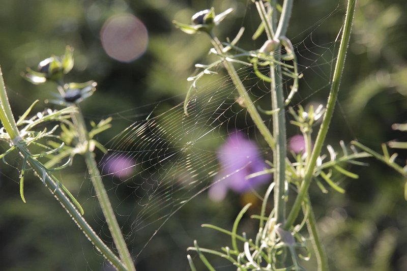 AQ01.jpg - De lichtval op het spinnenweb is erg mooi. Alleen is de omgeving wat druk. Je had misschien beter nog wat meer kunnen inzoomen op het web.