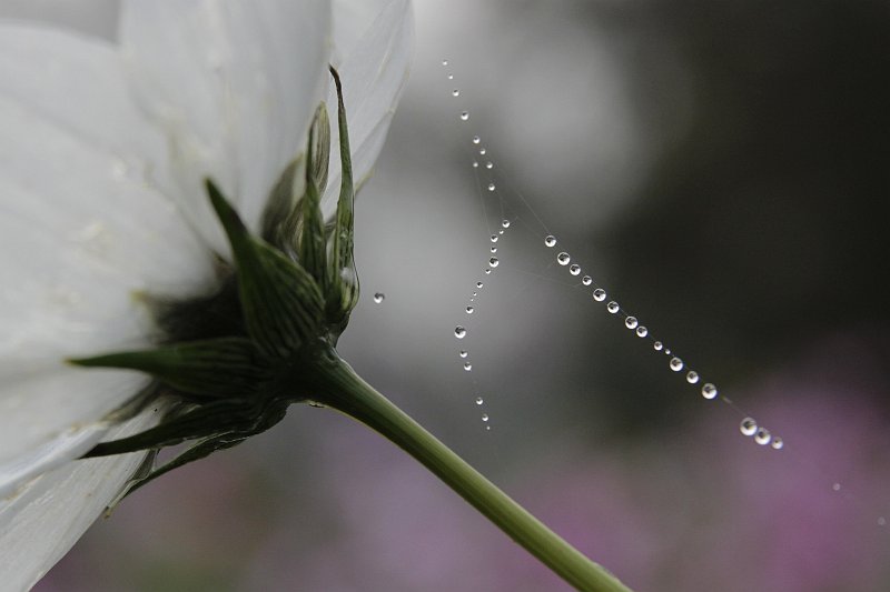 AQ02.jpg - Zowel wat betreft de compositie, de  belichting en de scherpte is dit een hele mooie foto.