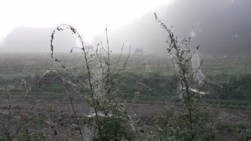 AQ03.jpg - De twee planten met de spinnenwebben als ook het mistige landschap geven de foto iets aparts.