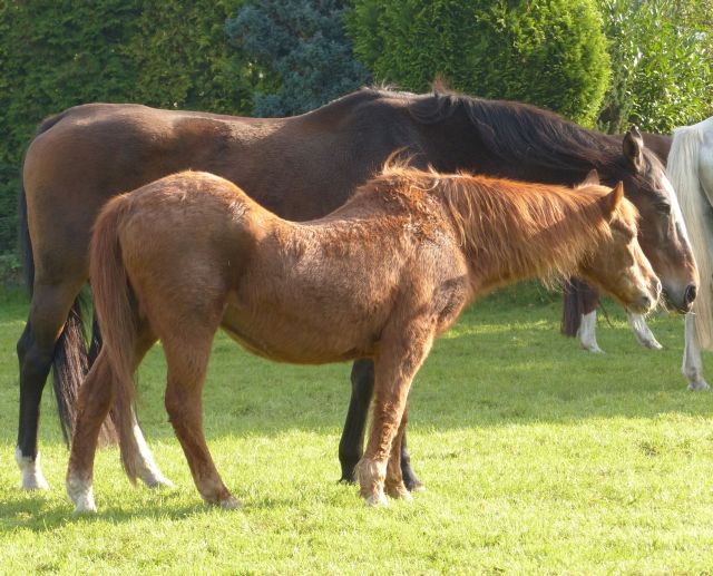 AC01.jpg - Dit paard is echt oud en "vervallen" maar doet het nog steeds. Goede belichting en scherpte. Ik had ondanks het andere paard rechts er toch voor gekozen om in de kijkrichting van de twee paarden meer ruimte te geven.