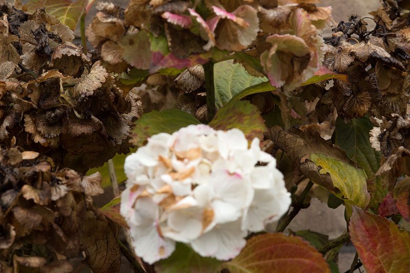 AD02.jpg - Jammer dat de onscherpte zo centraal in beeld zit. Belichting is goed. Maar ik zou het witte bijna uitgebloeide bloemscherm ergens rechts onder in de hoek hebben gezet, en de verdorde bloemschermen meer centraal in beeld.