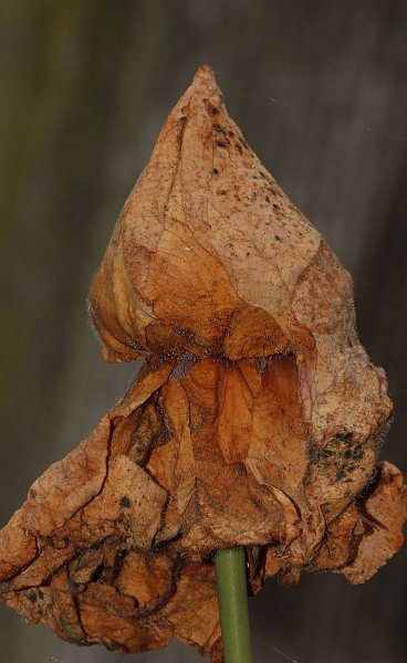 AN01.JPG - Mooi belicht deze hele oude bloem. Scherpte is goed, maar ik had iets naar achter gegaan zodat de hele bloem in beeld was, of juist nog dichterbij en maar een klein deel van de bloem in beeld.