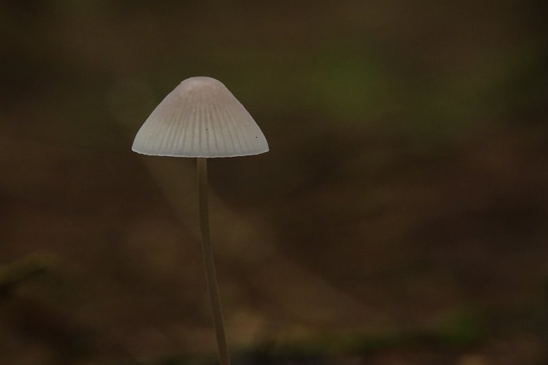 AD02.JPG - Een mooi scherp paddenstoeltje. Ook de belichting is goed. Extra mooi komt de paddenstoel uit door de heel wazige achtergrond. De lichte streep door een onscherpe tak op de achtergrond is een beetje jammer, maar dit soort dingen zie je vaak niet duidelijk genoeg op het scherm van de camera omdat dat veel kleiner is en je daar vaak te veel bent gefixeerd op het onderwerp.