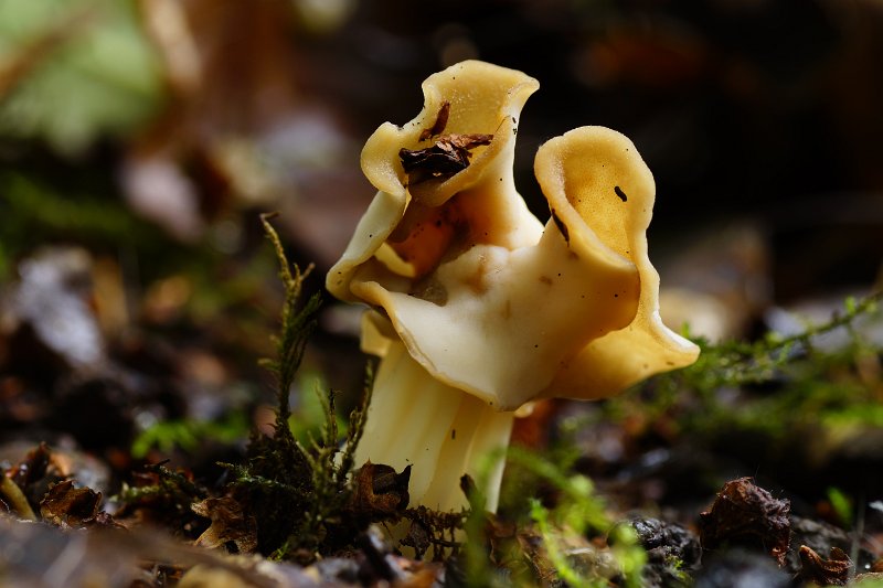 AD03.JPG - Ondanks de donkere achtergrond is de paddenstoel heel mooi belicht. Door hier een nog kleiner diafragma te gebruiken had vermoedelijk de hele paddenstoel scherp kunnen zijn. Waar je dan wel aan moet denken is dat de scherpte ligt op 1/3 deel voor en 2/3 deel achter het punt waarop scherpgesteld is.