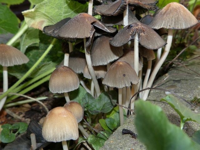 AE01.jpg - Een mooi groepje paddenstoelen. Goed van scherpte en belichting. Door het gebruik van de flitser krijg je wel wat meer schaduw. Maar soms is het in het bos bijna onmogelijk om zonder een heel zwaar statief bij bestaand licht te fotograferen. En dan biedt de flitser uitkomst.