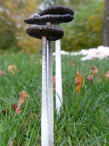 AE02.jpg - Iets te licht. Wat de scherpte betreft was het denk ik beter geweest als je de foto iets meer van rechts had gemaakt. En dan zo dat er voor het oog ongeveer evenveel afstand tussen de 3 paddenstoelen stelen zou zitten. Dan wordt de afstand tussen de 3 paddenstoelen en de camera wat kleiner zodat ze eerder alle drie scherp zouden zijn. En ook zou dan de compositie denk ik ook nog iets beter uitkomen.