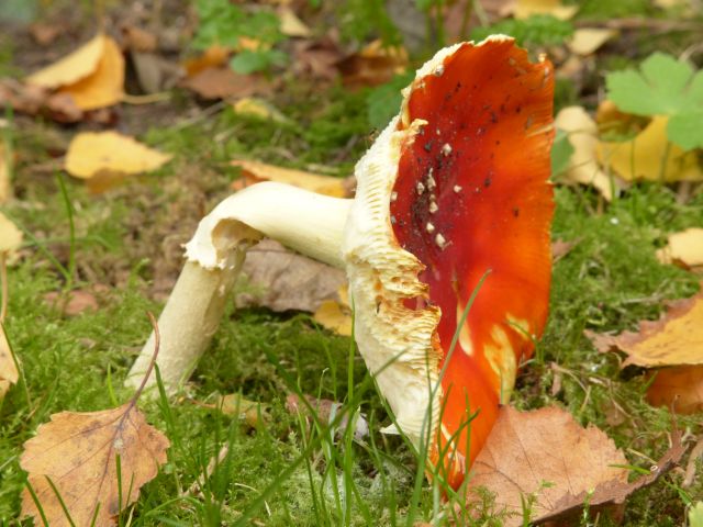 AE03.jpg - Ook hier weer een goede belichting en scherpte. En een paddenstoel in een wat ongebruikelijke stand. Meestal wil iedereen de paddenstoel op zijn allermooist fotograferen maar de exemplaren die aan het vergaan zijn hebben door hun vaak bizarre vormen ook hun "charme".