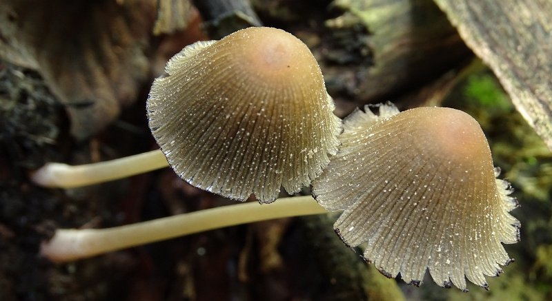 AF01.JPG - Super scherp deze twee paddenstoelen hoeden. Zou je er hier voor hebben gekozen om ook de stelen scherp te krijgen (wat met een veel kleiner diafragma [hoger getal] waarschijnlijk wel was gelukt) dan was vermoedelijk de hele achtergrond veel scherper geworden wat de foto veel onrustiger had gemaakt.