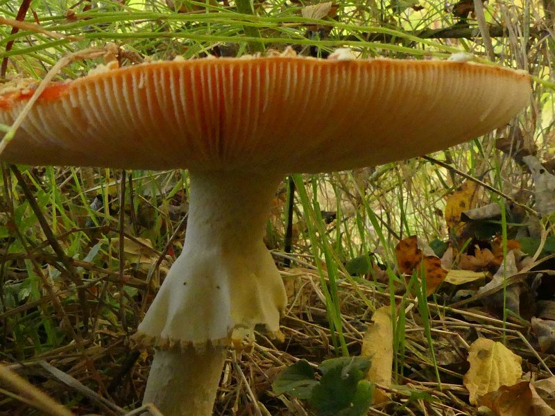 AG01.JPG - Goede belichting. Helaas ligt de scherpte te ver naar achteren. Je ziet veel grassprieten achter de paddenstoel haar scherp terwijl de voorkant van de hoed onscherp is. Dit kan je voorkomen door bij je camera het scherpstelpunt ongeveer 2 cm voor de steel te kiezen. Dus ergens op de onderkant van de hoed. 