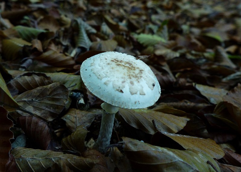 AK01.jpg - Hier was het voor de kleur beter geweest om de witbalans met de hand op bewolkt of zelfs schaduw te zetten. Er zit te veel blauw in deze foto. Ook meer scherpgesteld op de hoed had een scherpere hoed gegeven. Nu ligt de scherpte juist op de blaadjes op de grond.