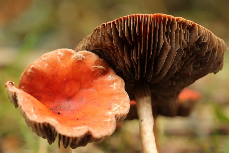 AM01.JPG - Mooi van belichting en scherpte. Ook de compositie is door de ongebruikelijke stand van de twee paddenstoelen ten opzichte van elkaar heel mooi.