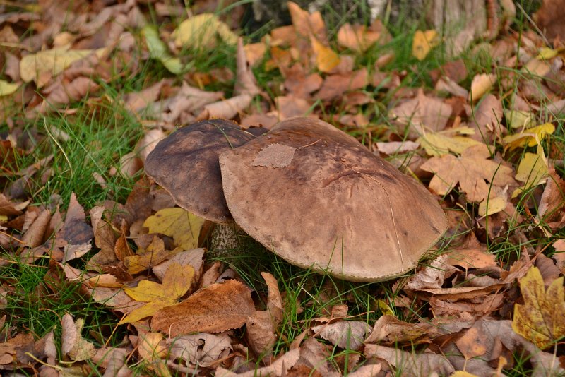 AN03.JPG - Goede belichting en scherpte. Iets minder omgeving en of een lager camerastandpunt had in dit geval de paddenstoelen er iets beter uit laten komen. Het is nu allemaal nog al bruin.