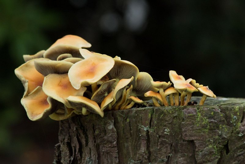 AO01.jpg - Een mooie stronk met paddenstoelen. Goed van scherpte en belichting. Door het grote lichtverschil in de paddenstoelen en de achtergrond is de achtergrond extra donker. Daardoor komen de paddenstoelen er nog extra duidelijk uit.