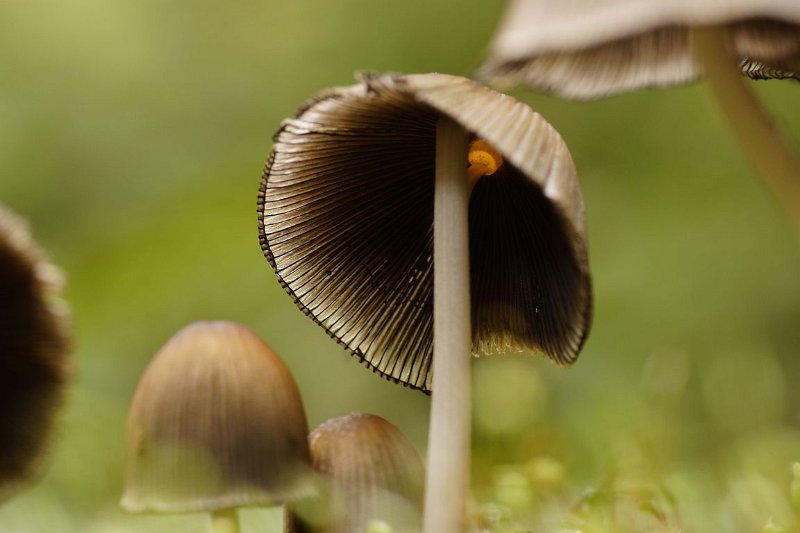 AP01.jpg - Heel mooi dat verschil in een zachte onscherpte en superscherpe onderkant van de hoed. Goede belichting en de juiste scherpte.