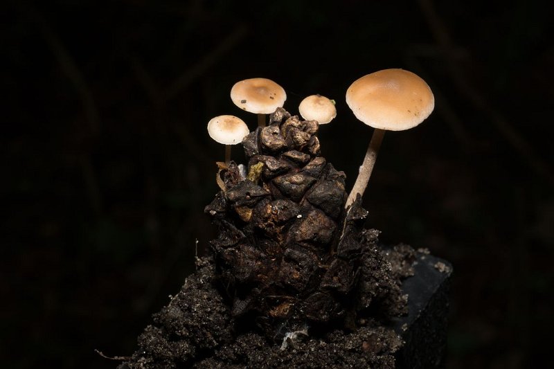 AP03.JPG - Door het enorme grote verschil in licht vallend op de paddenstoel en de achtergrond springt dit groepje hele kleine paddenstoeltjes op een dennappel er extra goed uit. Belichting is heel goed. Alleen had de scherpte iets verder naar achter geschoven mgen worden. Er is wel heel veel voorgrond scherp.