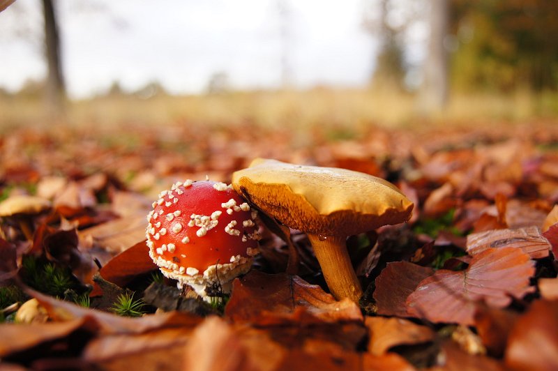 AR02.JPG - Mooi van scherpte en belichting. Ook hier weer een compositie die door het smalle scherpte gebied extra mooi wordt. Ook hier weer die zelfde afwijking naar links in de horizon.