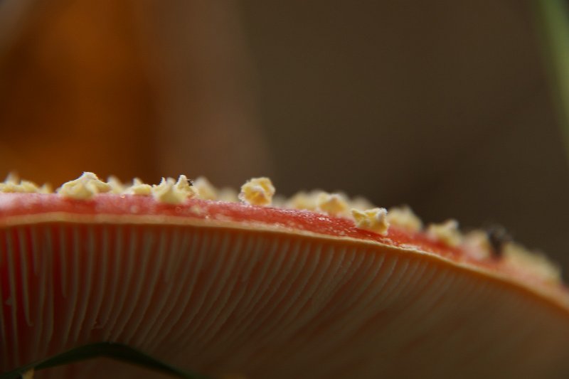 AS01.JPG - Heel mooi van belichting en compositie. Hij had met een iets kleinere diafragma opening (hoger getal) nog iets sterker geworden doordat de witte vlies restjes op de hoedrand dan ook net helemaal scherp zouden zijn geweest.