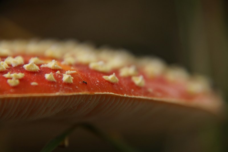 AS02.JPG - Ook hier weer een perfecte belichting, maar net als bij de vorige foto had een iets kleinere diafragmaopening (hoger getal) die scherpte tot aan de rand links voor laten doorlopen.