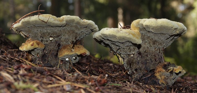 AT01.jpg - Mooi deze paddenstoelen. Met een goede scherpte. Door de belichting met de flitser komen de druppels die onder de paddenstoelen hangen ook mooi uit.