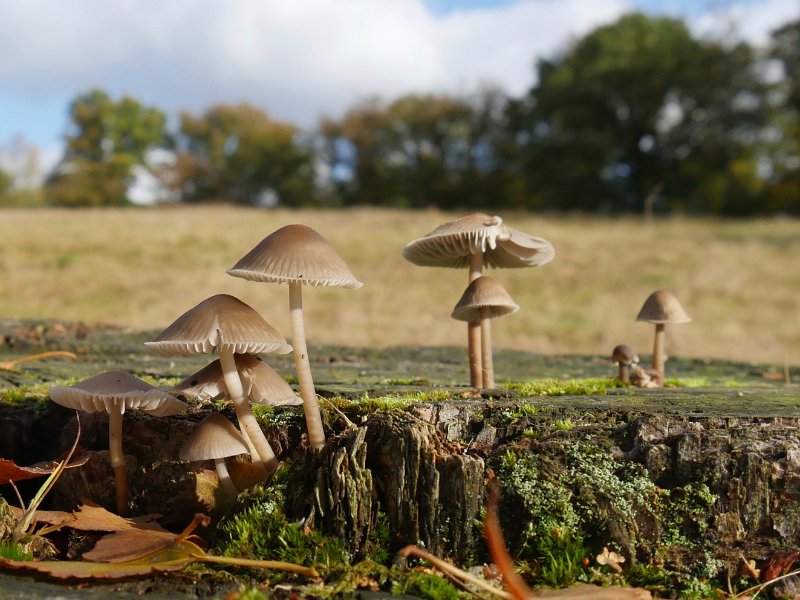 AV01.jpg - Een goede belichting, scherpte en compositie. Door de groothoekstand is er heel veel van de achtergrond te zien. Als je met de camera wat verder naar achter zou zijn gegaan en meer ingezoomd dan had je een onscherpere achtergrond met ook een kleiner gedeelte van die achtergrond in beeld.