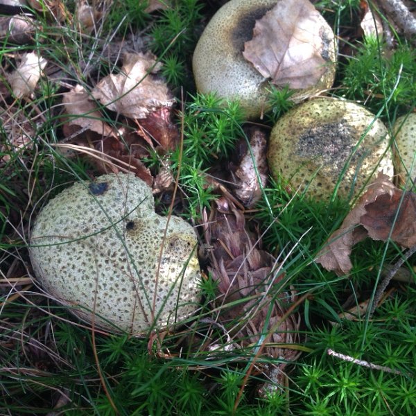 AW03.JPG - Goede scherpte en belichting. Alleen zou ik hier er voor hebben gekozen om wat van de grassprietjes en het blaadje weg te halen zodat de paddenstoelen "vrij" zouden zijn.