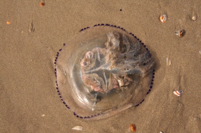 AN02.JPG - Had hem even nog iets mooier rond gelegd (grapje). Zo mooi belicht dat je bijna het gevoel krijgt om hier er zelf op het strand naar te staan kijken.