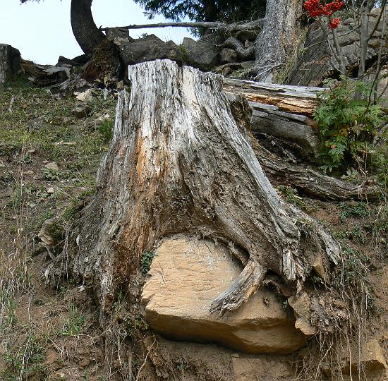 AK03.jpg - Mooi zoals die boomstronk en vroeger de boom het rotsblo omklemd hield met zijn wortels.