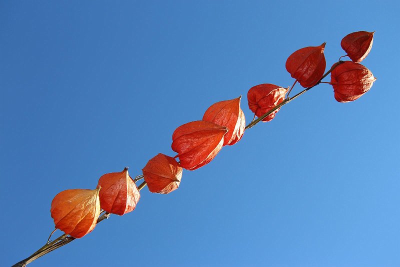 AC01.JPG - Heel mooi deze foto van deze 9 tegen de blauwe lucht.