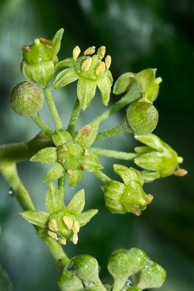 AF01.jpg - Deze Klimop bloemtros heeft 9 knoppen en of vruchten. Ik had alleen de uitsnede zo gemaakt dat het gedeelte van een ander trosje aan de onderkant buitenbeeld zou zijn gebleven.