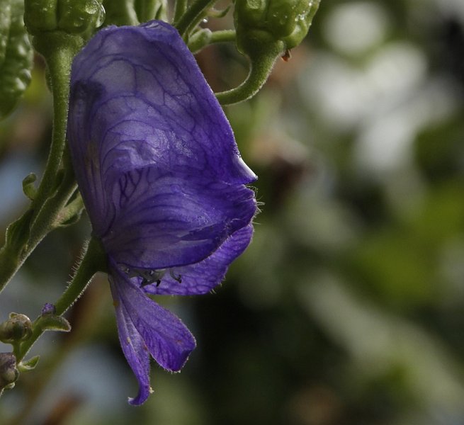 AI02.jpg - Mooi het licht zo door de bloem heen schijnend.