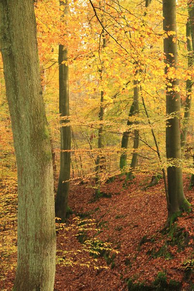 AB02.jpg - In de herfst is er veel geel in de natuur. Dat is hier goed in beeld gebracht.