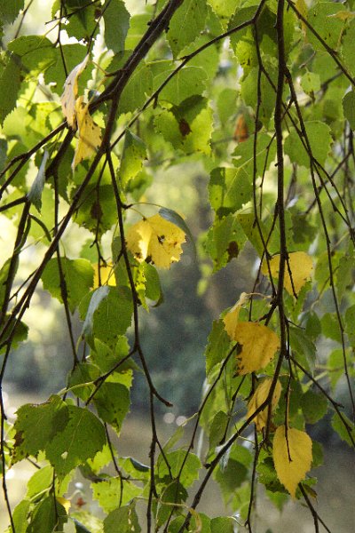 AF02.jpg - Mooi dat hele kleine beetje gele blad tussen bijna nog allemaal groene blaadjes.