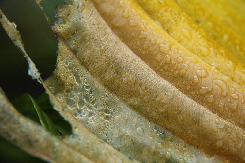 AG01.JPG - Heel mooi die druppels op het blad. Maar vooral het verloop van bijna wit tot fel geel in de rechter bovenhoek maakt de foto nog mooier.