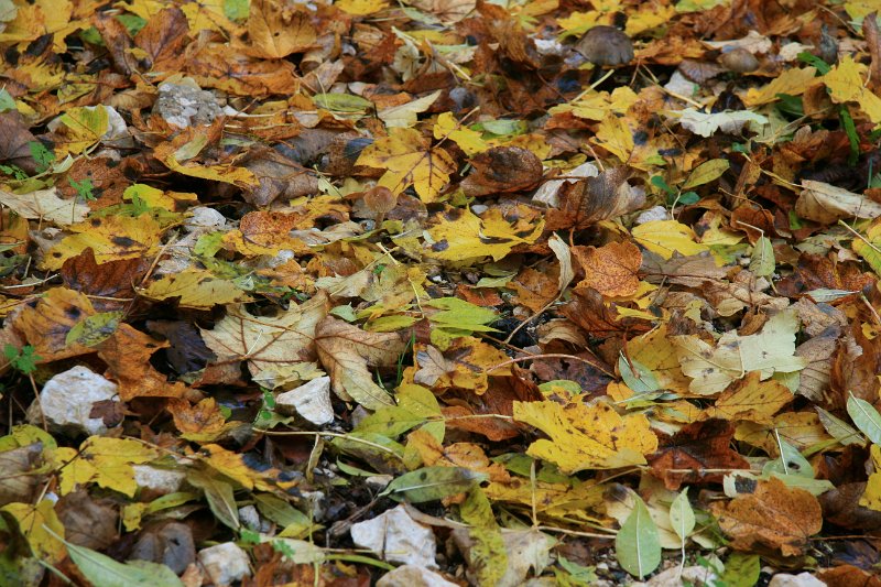 AJ03.jpg - Leuk al die gele blaadjes. Het is tegelijk ook een puzzel. Zoek de 3 paddenstoelen. Naast een opdracht geel zou hij ook goed passen bij de opdracht herfstverschijnselen.