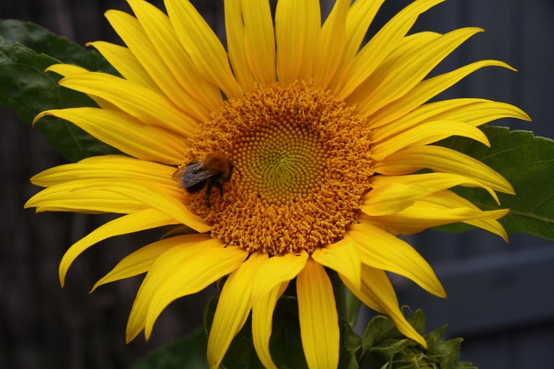 AU01.jpg - Heel goed belicht deze foto. De hommel op de bloem maakt de foto net wat aantrekkelijker.