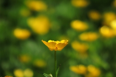 Boterbloem