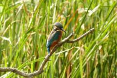 Ijsvogel