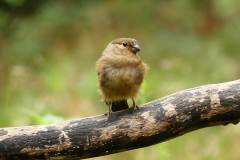 Jonge-Appelvink