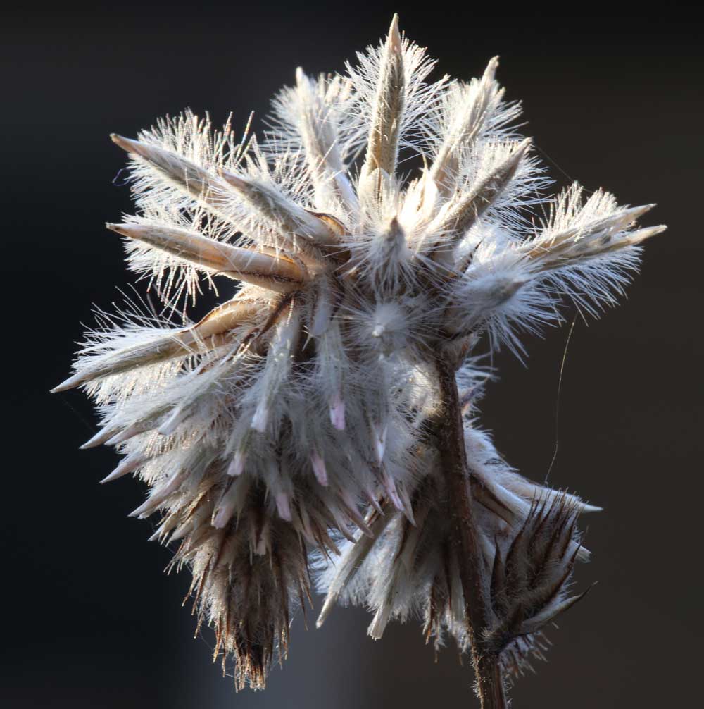 winnaar januari 2019